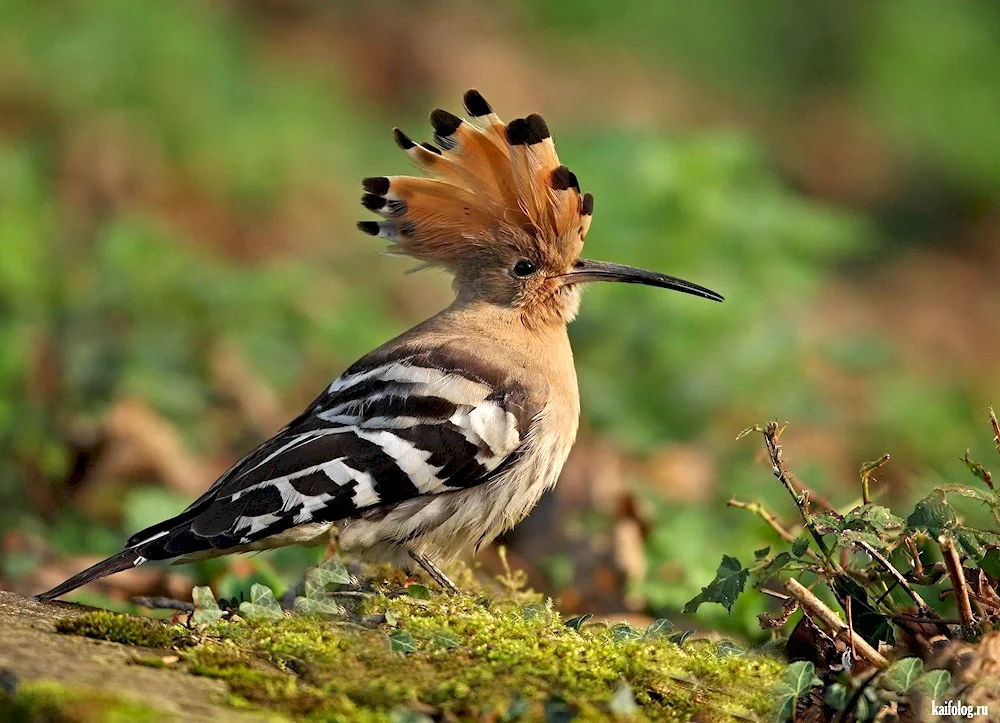 Crested whistler