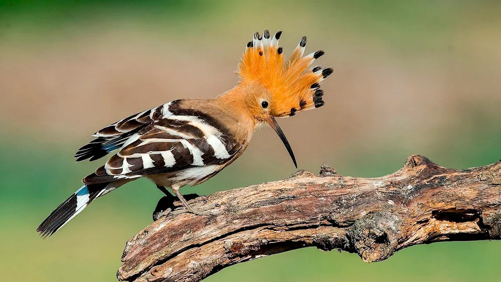 White-necked whistler