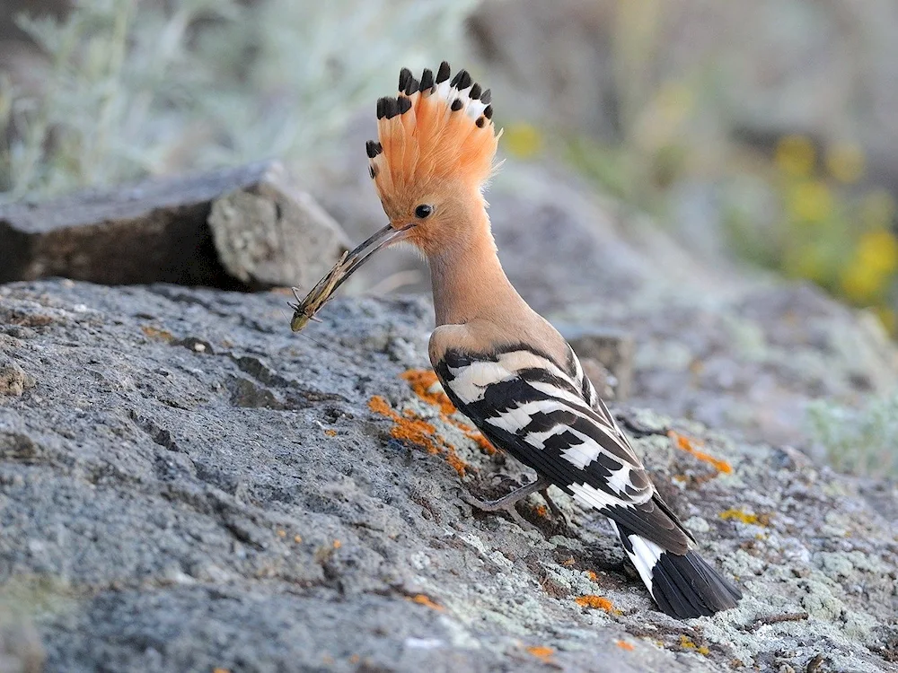 Buckthorn grouse Grouse Grouse