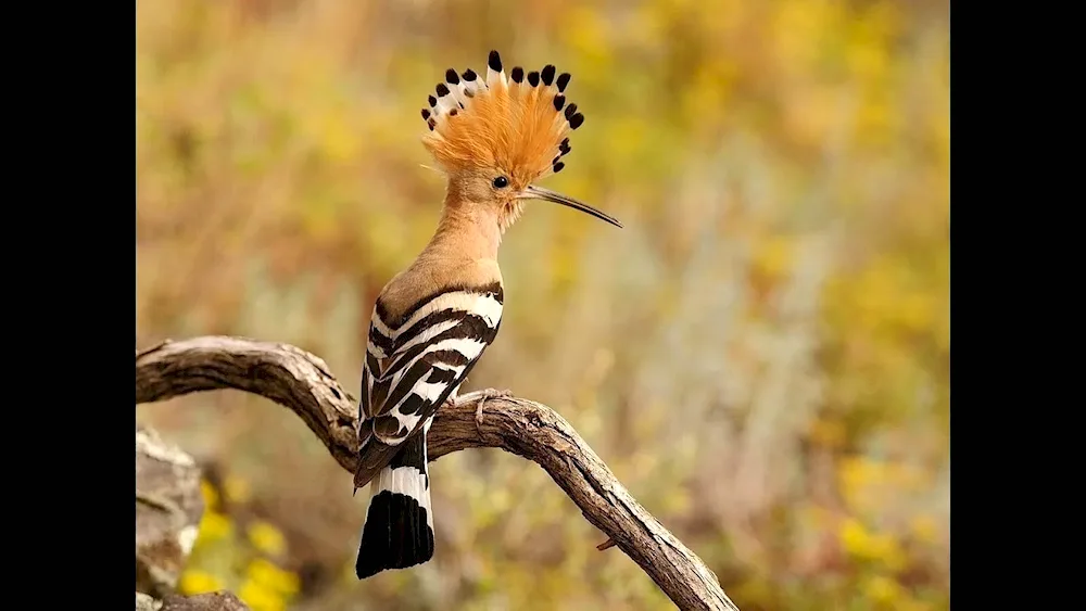 Blue-headed hoopoe