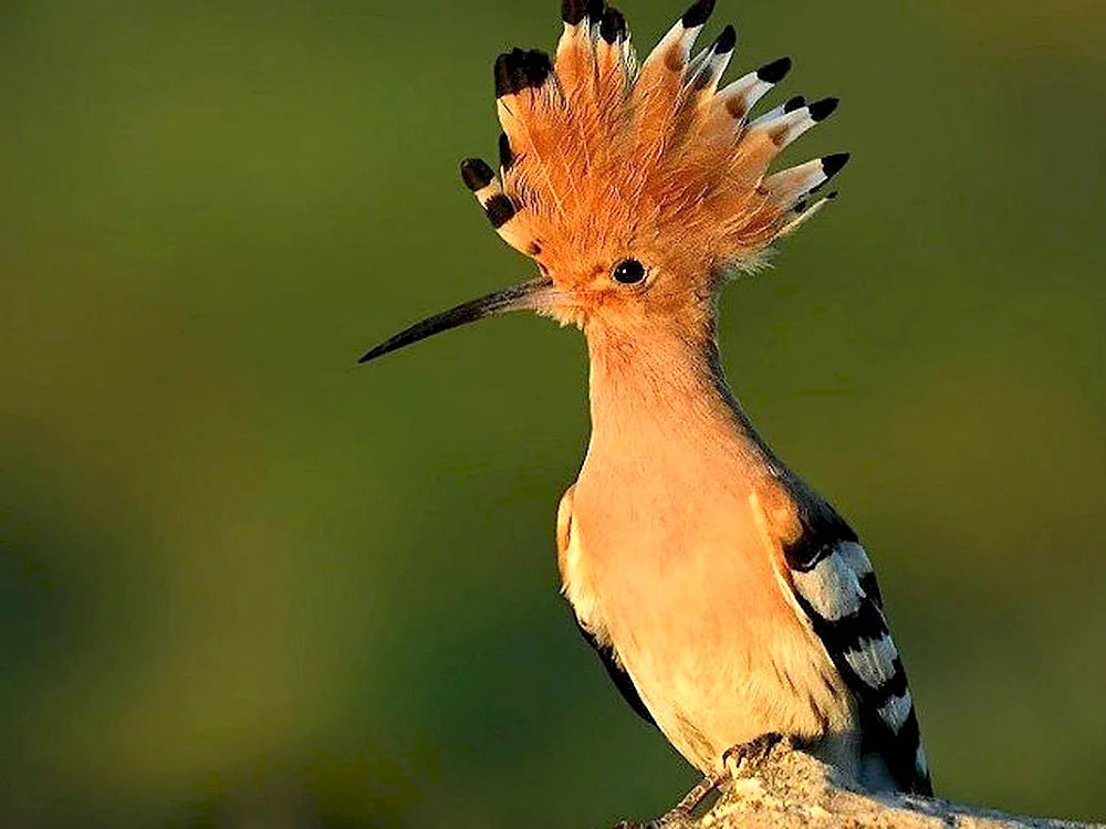 Crested Whistler