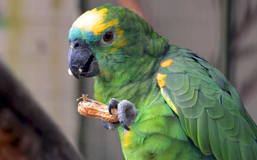 Electus parrot