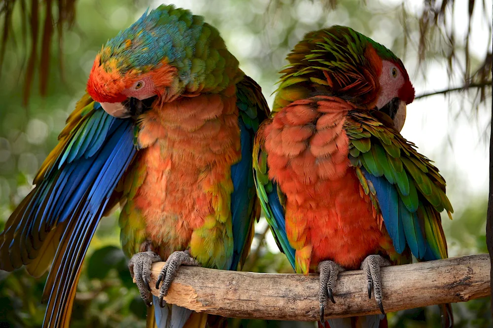 Blue-fronted amazon