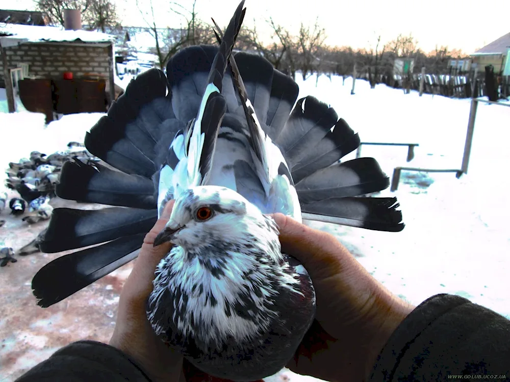 Sinemuriye Nikolaevskie pigeons