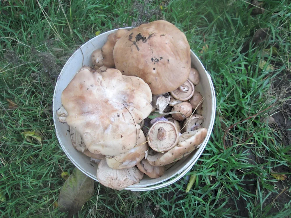 Blue mushroom