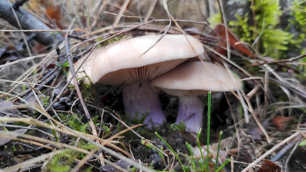 Sinyushka mushroom