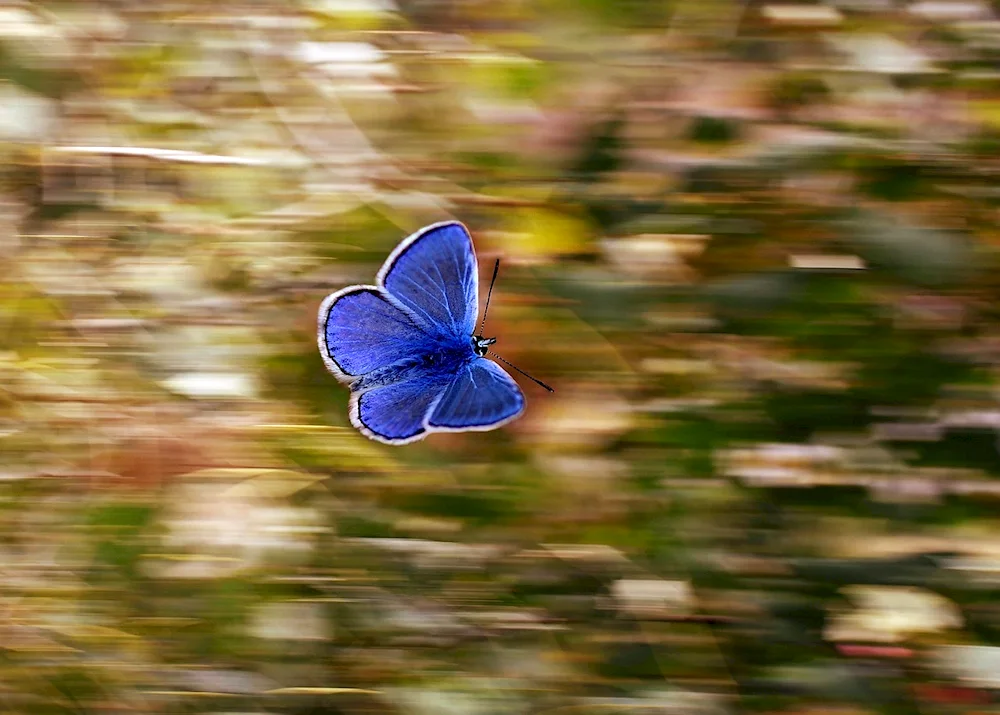 Butterfly Blue Morpho