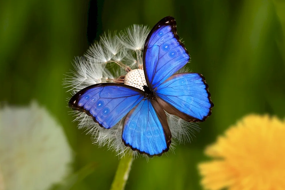 Blu Morpho butterfly Legend