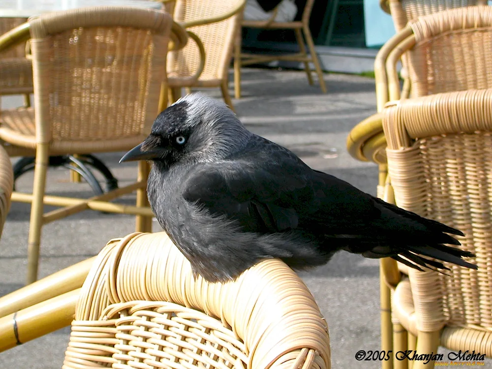 Cuban raven