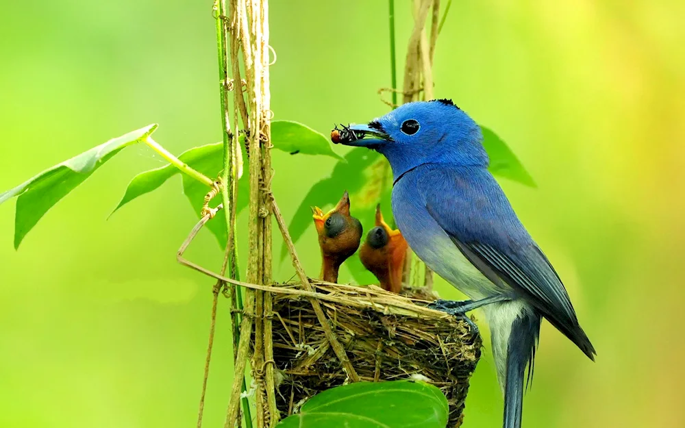 Blue flycatcher bird