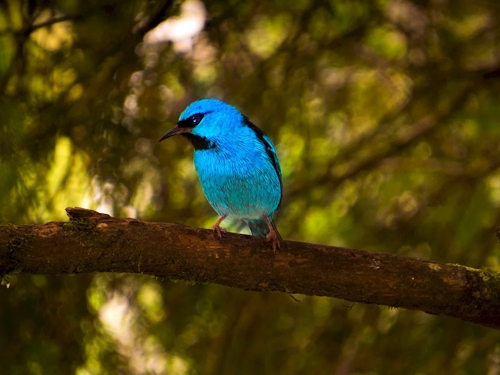 Lazurebird Grandala