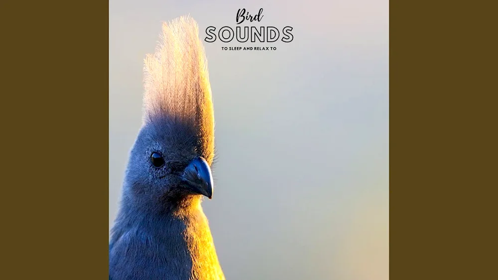Blue bird with a yellow Crested Royal Crowned Flycatcher