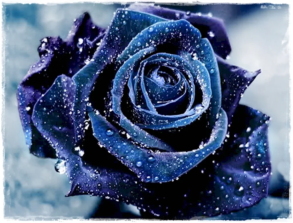 Blue rose