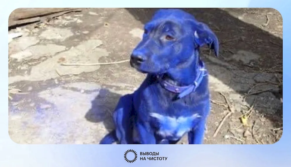 Blue Weimaraner