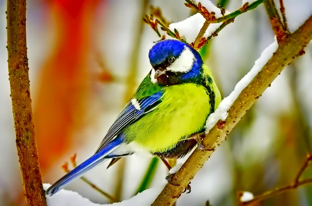 Wallfinches on the desktop