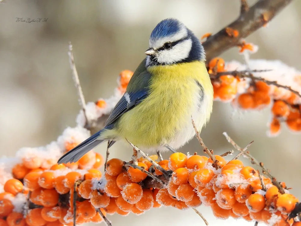 Yellow-breasted Bullfinch