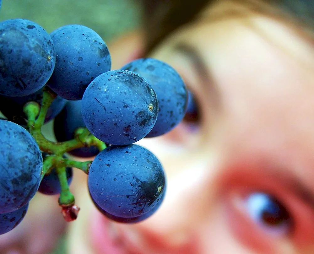 Blue fruit