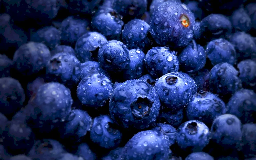 Blue fruit in dew