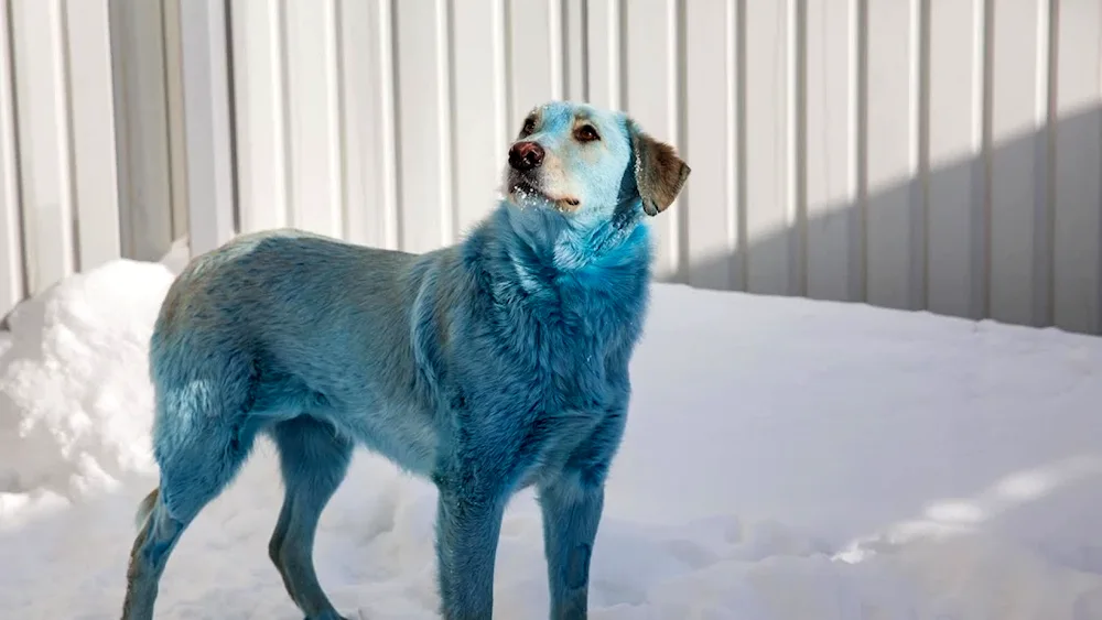 Blue dogs in Dzerzhinsk