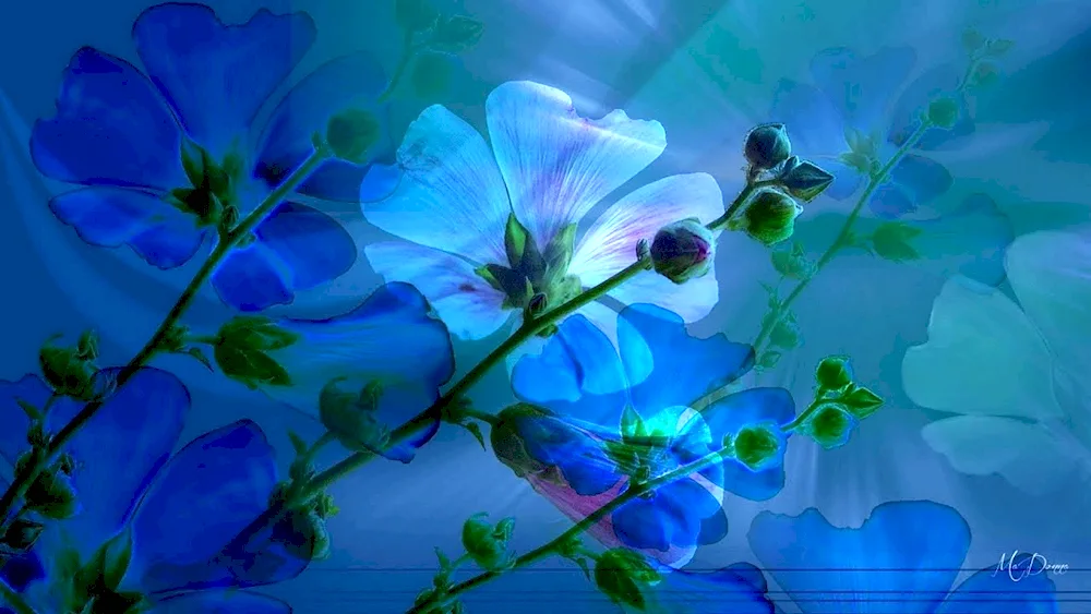 Blue flowers