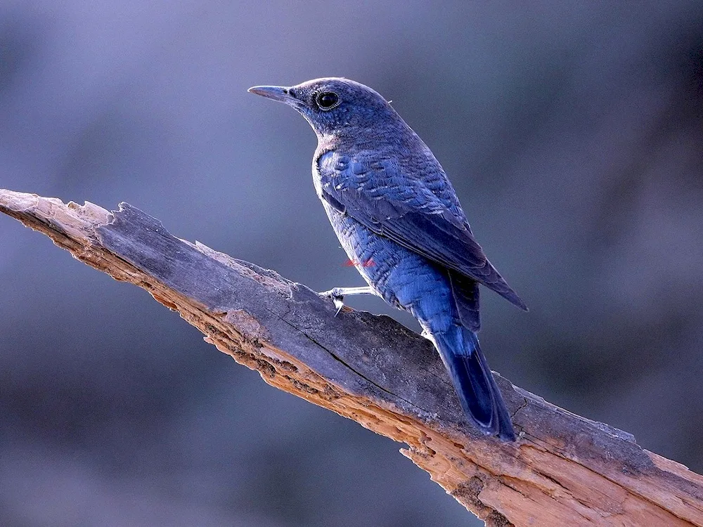 Blue Thrush