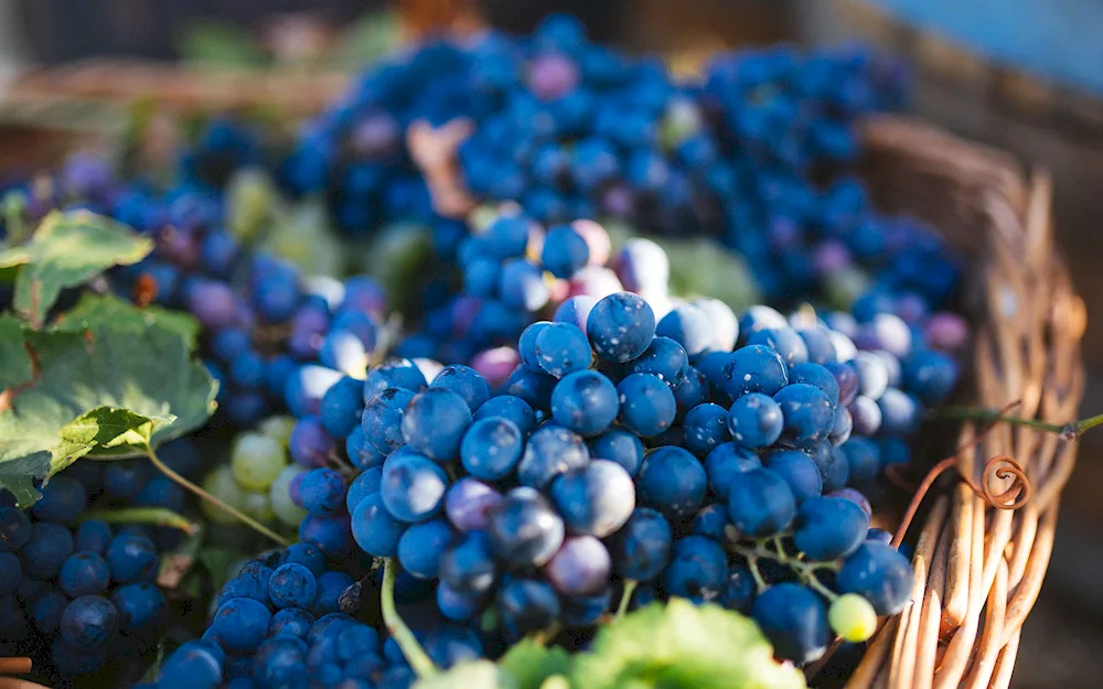 Blueberry blueberries