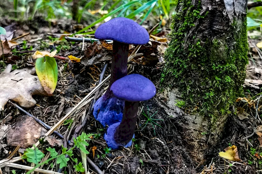 Pauline mushroom