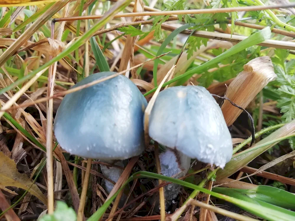 Lacovica Amethyst Deceiver