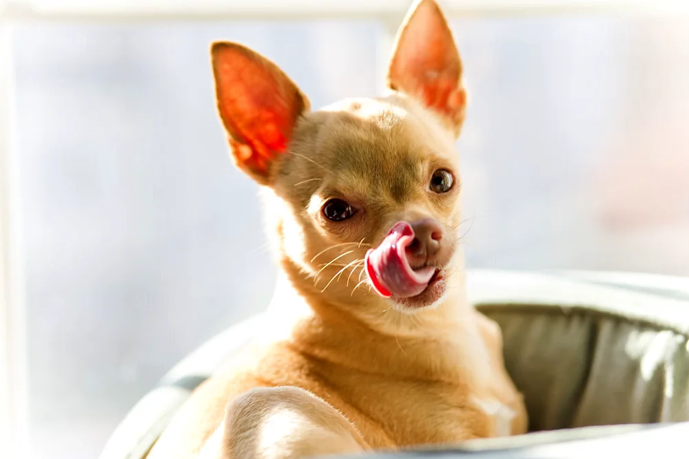 Blue tongue in dog Chihuahua