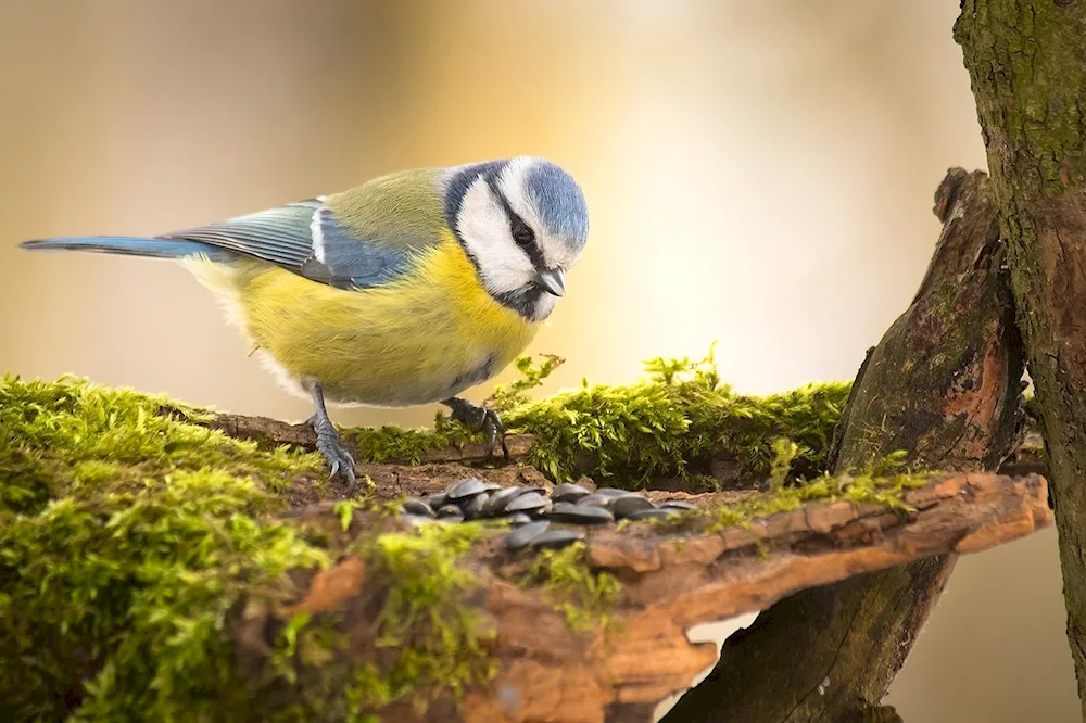 Blue lapwing