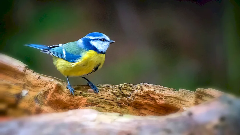 White tit. blue tit