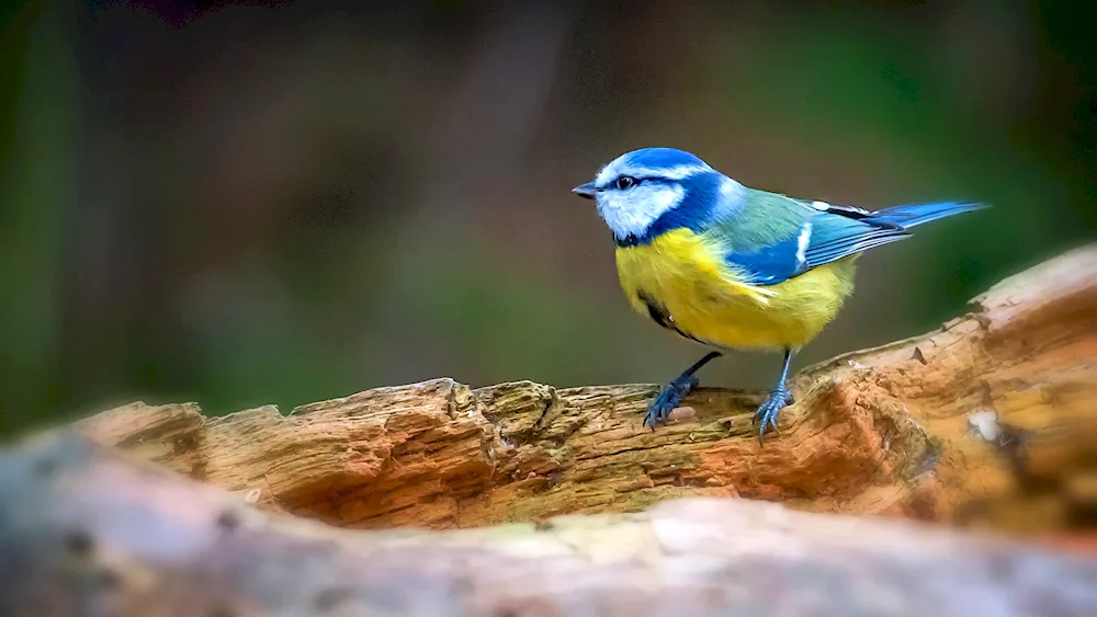 Crested tit