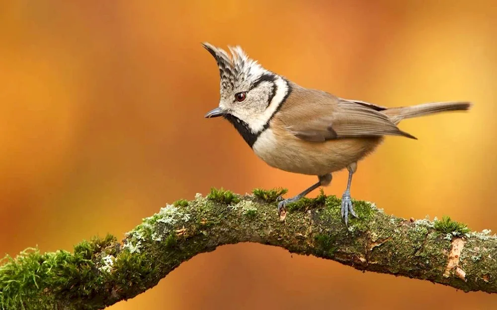 Bird pictures for desktop