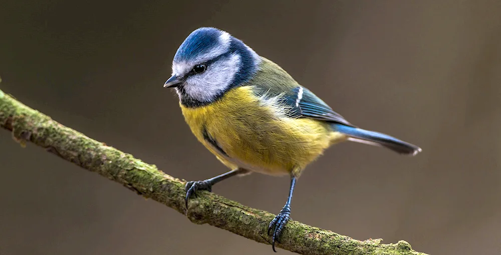 Lazorbill tit