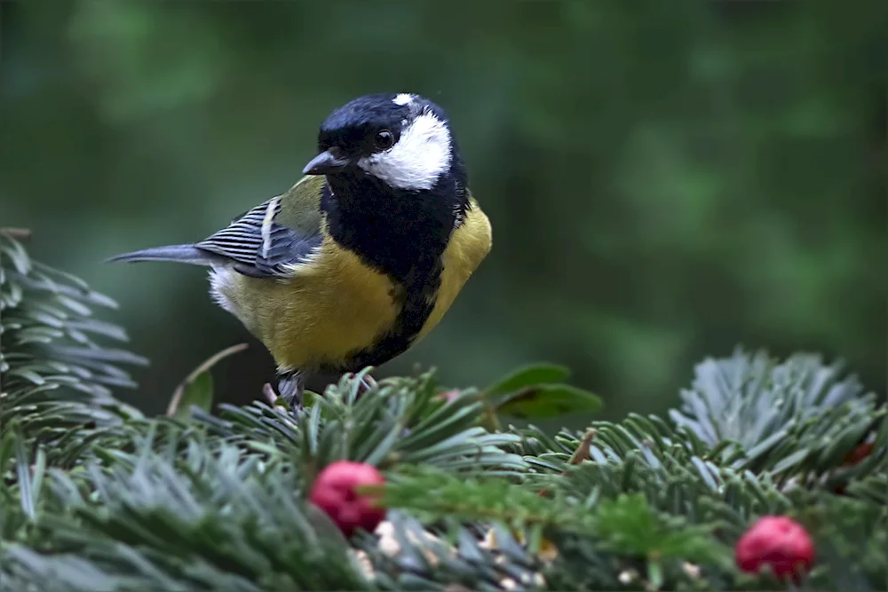 Yellow-bellied tit