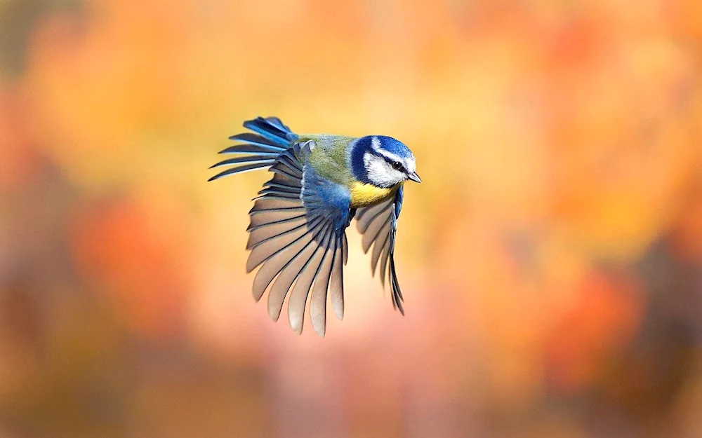 Chickadee in flight