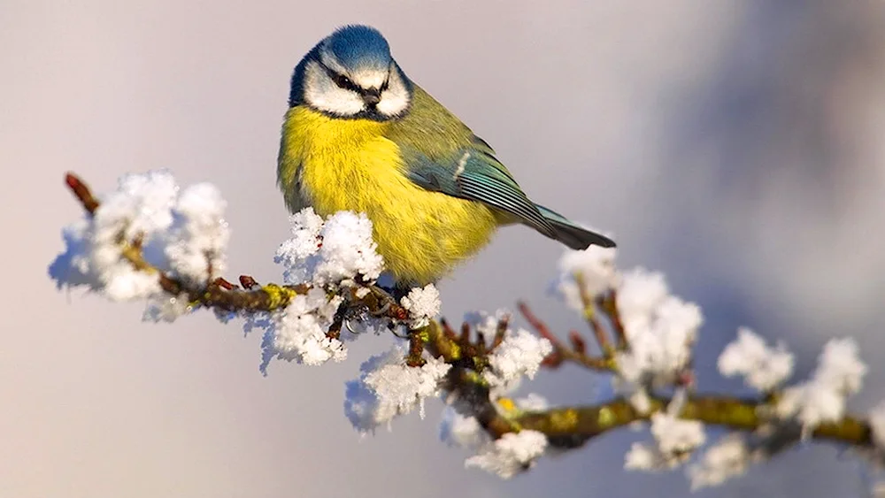 Lazorbill tit in winter