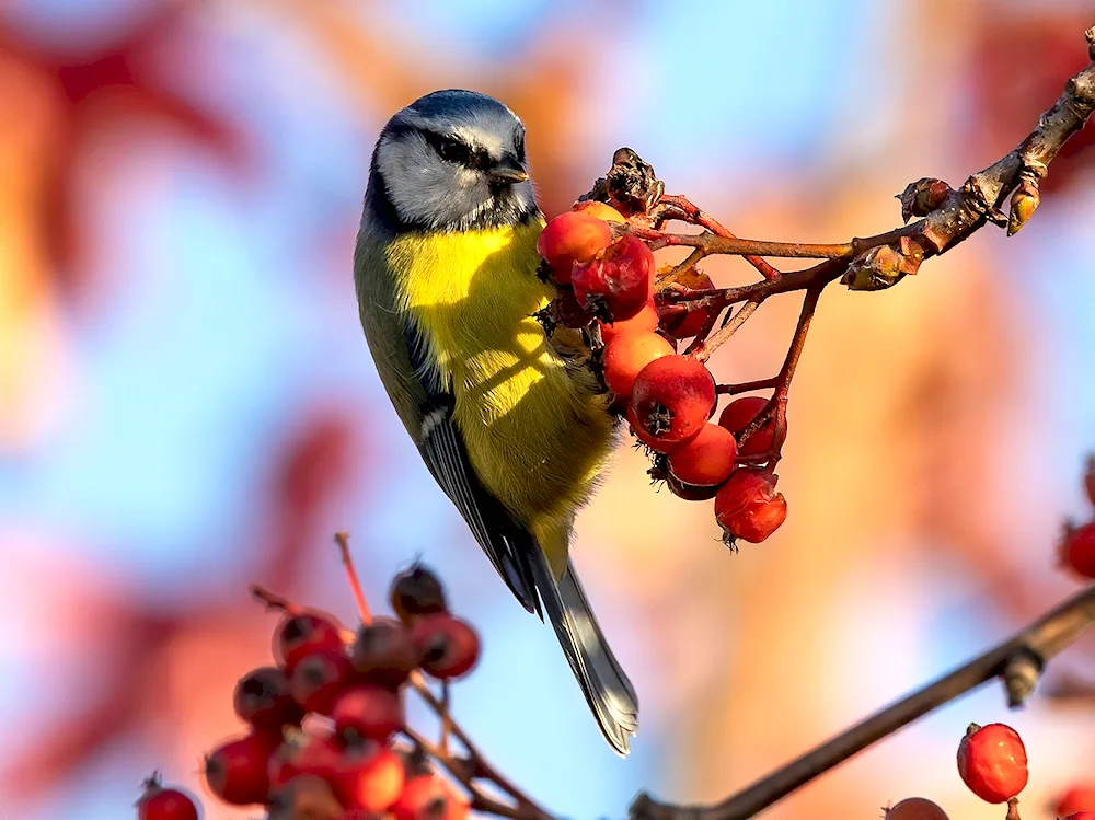 Whiskered tit