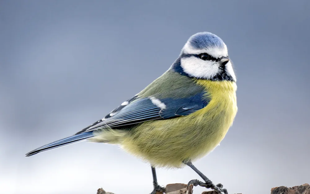 Yellow-bellied tit