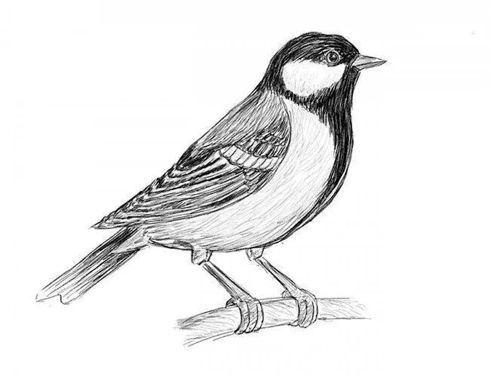 Snowfinch front drawing