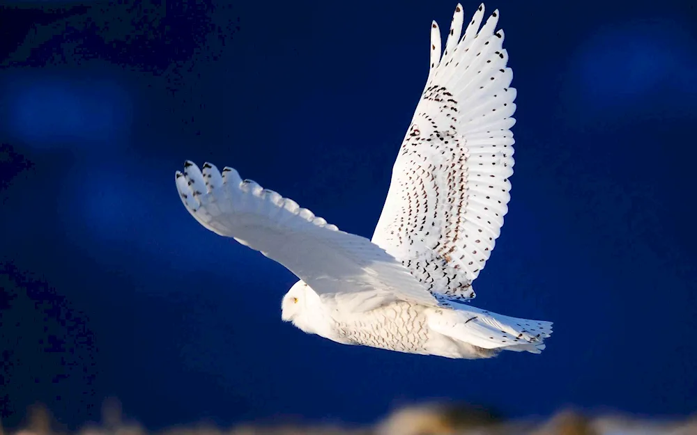 Polar Owl white barred owl