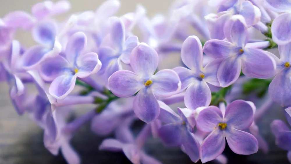 Lilacs
