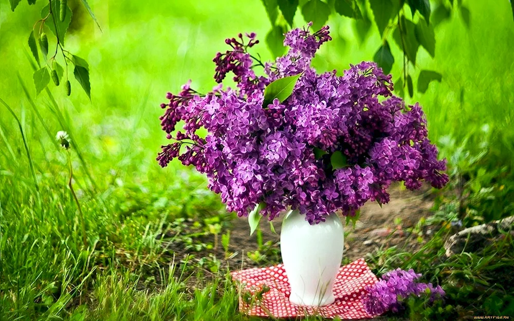 Lilac