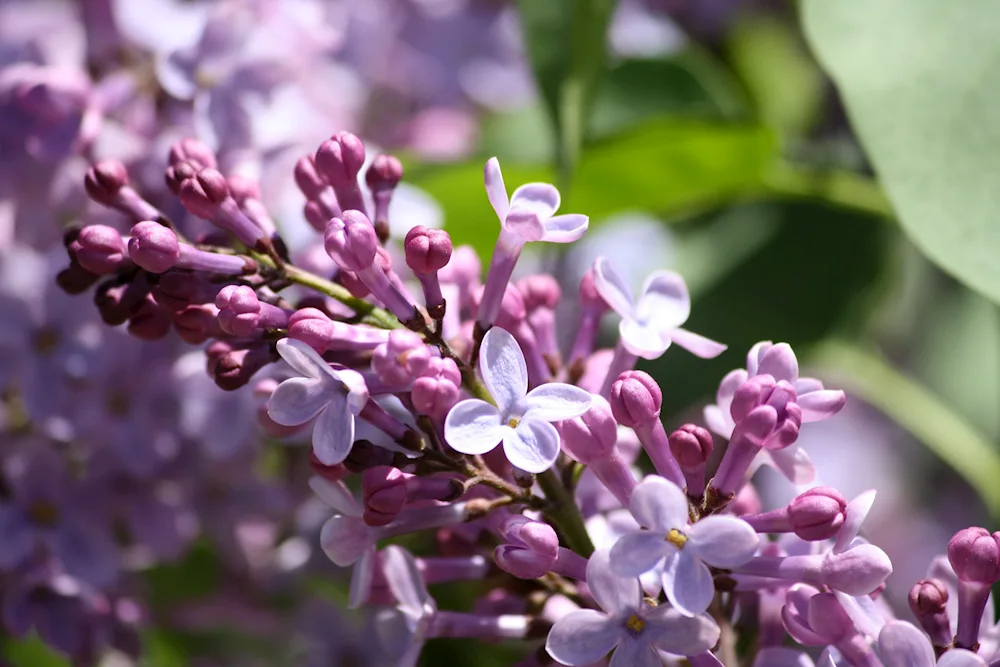 Lilac-headed lilac