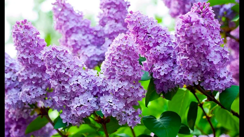 Lilac Anabelle