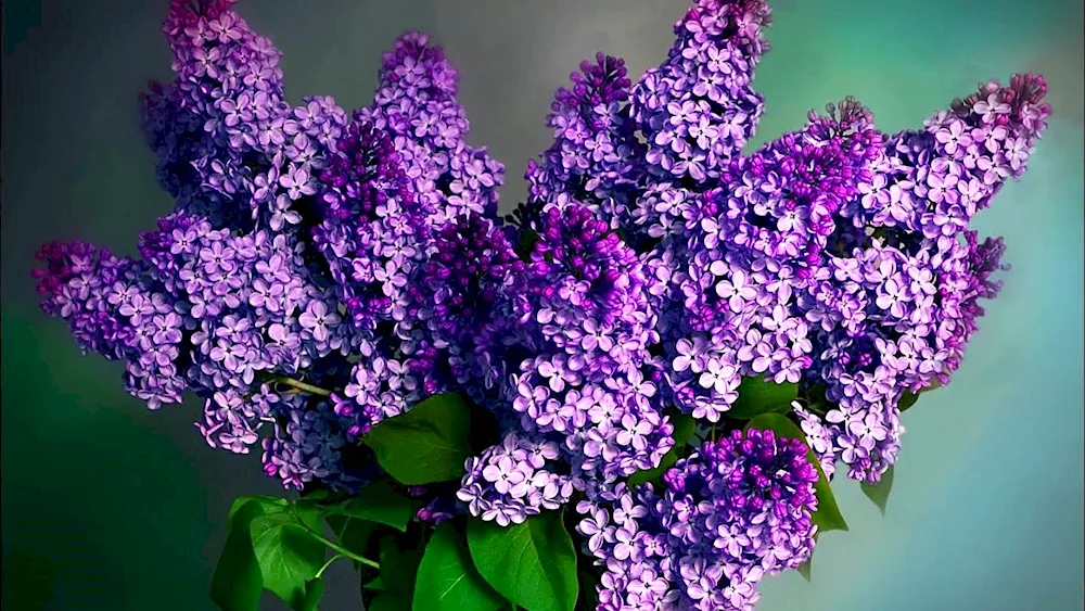 Lilac Anna Schiach