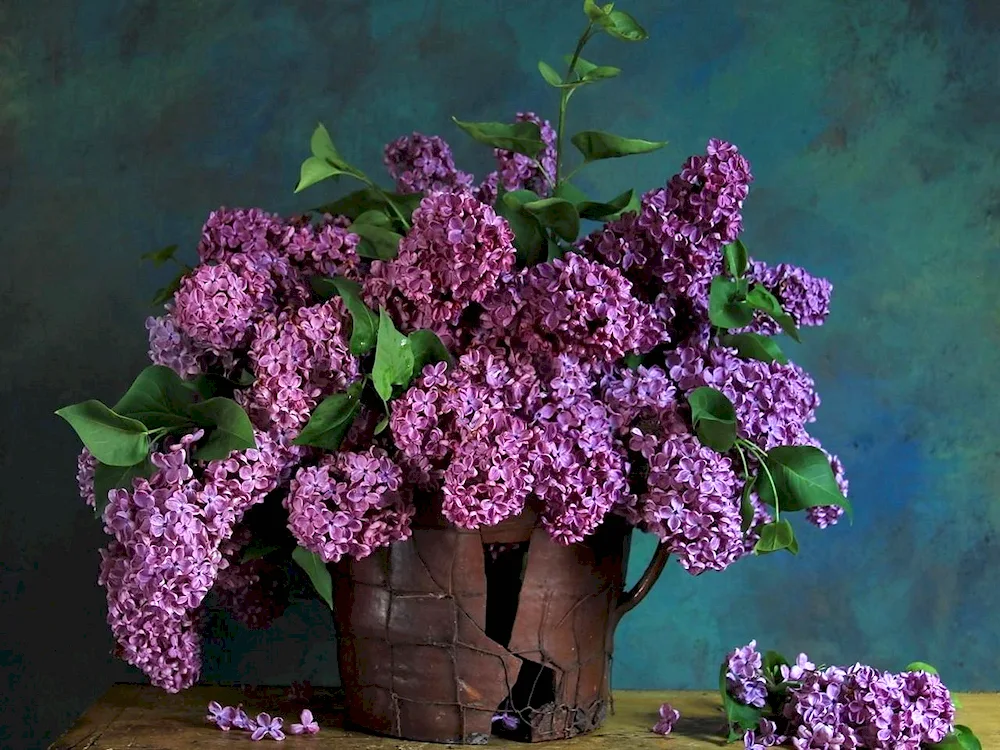 Lilac Henri Robert