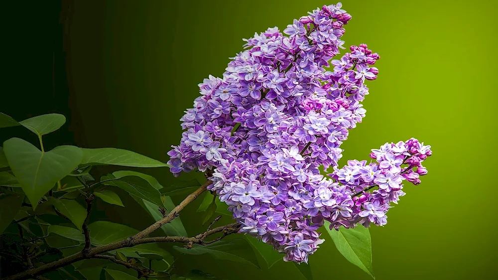 Lilac Henri Robert