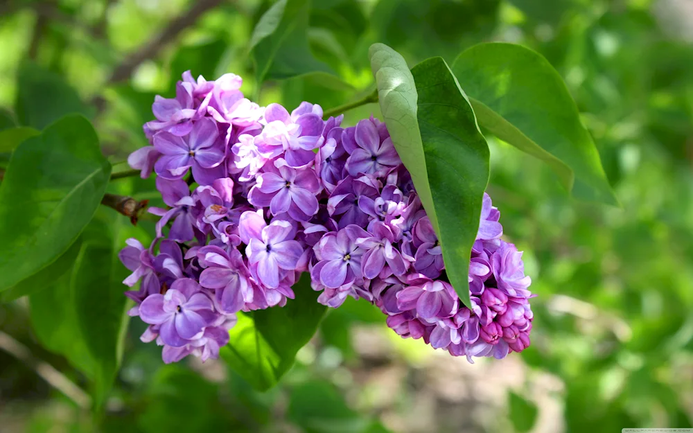 Lilac Belle de Nancy