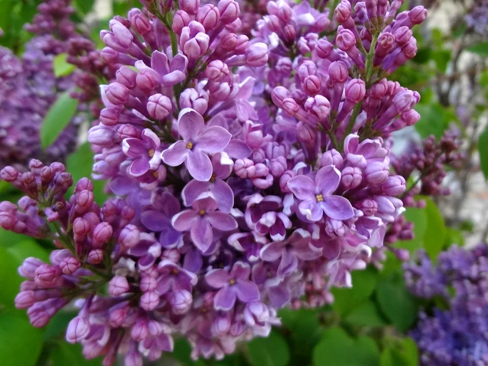 Lilac Belicent